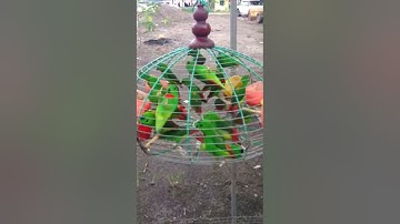 burung serindit power