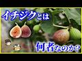 【ゆっくり解説】いびつな共生関係…「イチジク」とは何者なのか?を解説/花を食べている植物の正体…植物界で最も奇妙な繁殖戦略