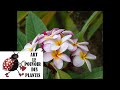 Jardinage dintrieur semis de frangipanier plumeria plante dintrieur