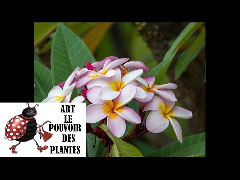 Vidéo: Récolte des gousses de graines de Plumeria : comment et quand collecter les gousses de graines de Plumeria