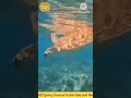#Sea turtles #the life journey of baby turtles survival begins at birth
