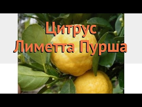Цитрус обыкновенный Лиметта