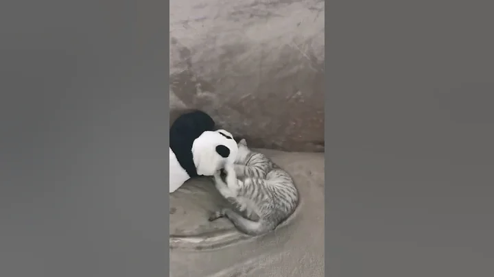 Video 5032421: cute baby cat playing