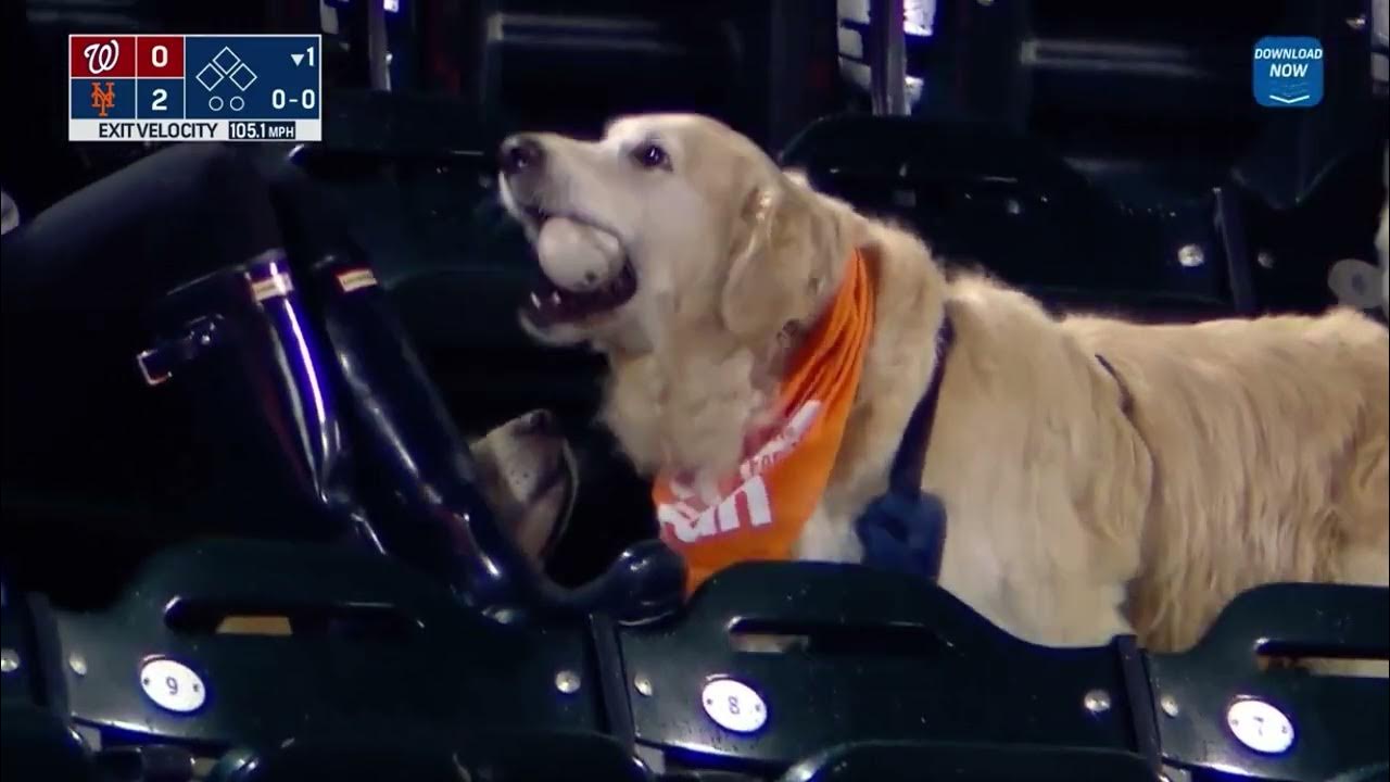 Dog Catches Home Run Ball! YouTube