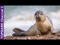 10 Especies hermosas de focas