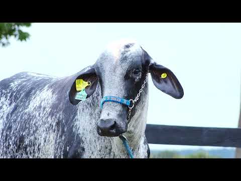 LOTE 05  BURGUESIA FIV DOC HARDY RANCHO 3 IRMÃOS  7705BT