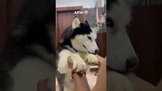 Bro got factory reset by mummy’s slipper 😂 #viral #ytshorts #dog #funny #trending #reels #dog #yt