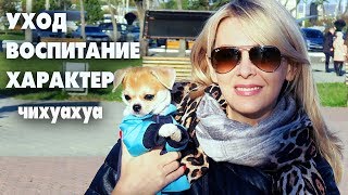 Вы спрашивали выбор щенка,питание и воспитание чихуахуа ЛИЗИ