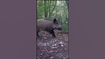 A Naughty Boar Teases a Crow - RARE FUNNY WILD #animalsvideo #WildlifeFunny