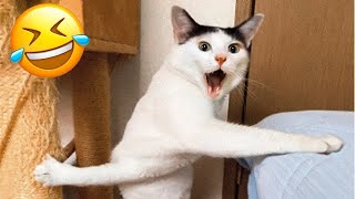 New Funny Animals 😂 Funniest Cats and Dogs Videos 2024 😺🐶Try Not To Laugh #70