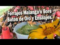 FORRAJES MALANGA O BORE, BOTON DE ORO Y ENSILAJES PARA POLLOS  Y GALLINAS .