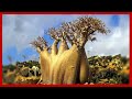 UNUSUAL TREES That Will Blow Your Mind (Part 1)