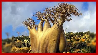 UNUSUAL TREES That Will Blow Your Mind (Part 1)