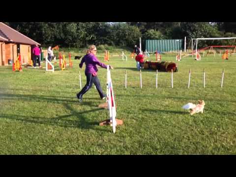Phoebi training with
