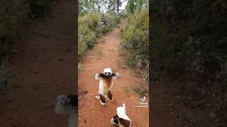 Download Lagu Dame Un grr | funny monkey #cover #music #mashup #remix #song #dameungrrr  #jennie #jenniekim #ai MP3