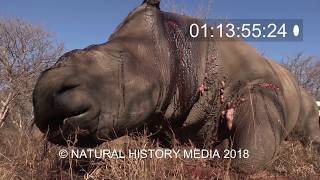 HD Rhino poaching stock footage samples