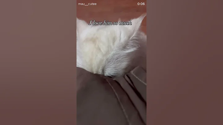 Video 11682421: persiancat cute pets cat, persiancat cat funny pets, persiancat baby cat