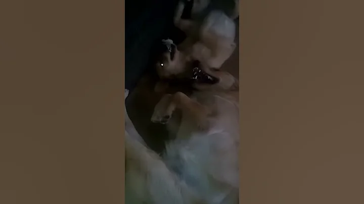 Playing dogs