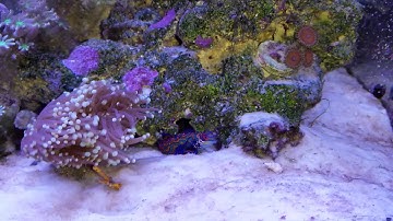 New overflow silencers