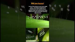 🌼 Youtan Poluo: The Mythical Flower That Blooms Every 3,000 Years #shorts