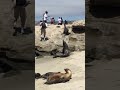 Sea Lion Attack Sea Lion Attack