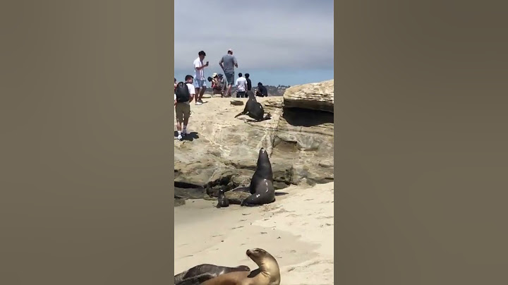 Sea Lion Attack!
