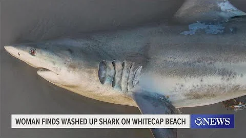 Woman finds washed up shark on Whitecap Beach