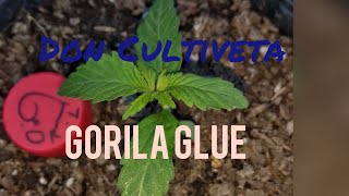 Gorila Glue Seguimiento Don Cultiveta Parte 1 Veneno Seeds