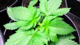 AMVgrow's Vegetative Stage and SeedLeaves