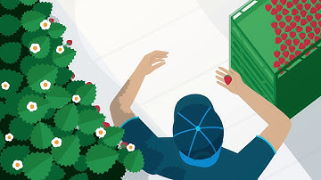 Euro Pool System - Smart Tray