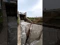 You Won't Believe What I Caught From This Bridge! 😱 #fishing #reels #giantfish #shorts #viralshorts