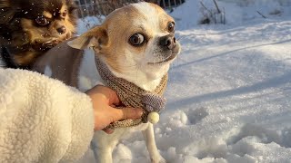 새해 기념 강아지들과 눈사람 만들기 by 뷔브독 bwibeu_dog 4,112 views 1 year ago 2 minutes, 47 seconds