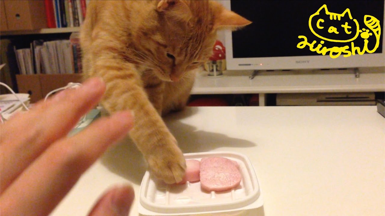 茶トラ猫 ひろし 怒られる でもチョンチョンしたい 可愛い Tabby Cat Hiroshi Want Some Ham Youtube