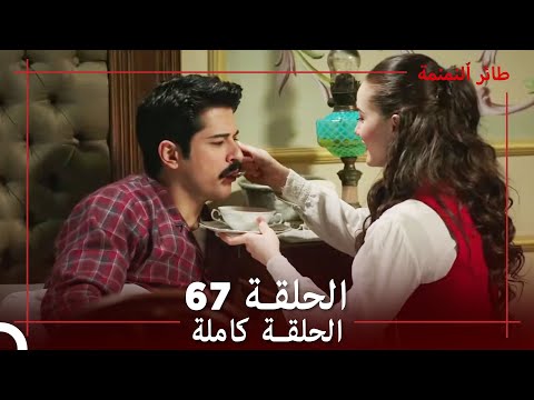 طائر النمنمة الحلقة  جودة عالية