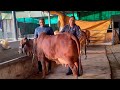 (473) 👍👍 Super Quality Sahiwal cow farm # 👍👍बाप बेटे ने मिलकर बनाया साहिवाल गायों का जबरदस्त फार्म
