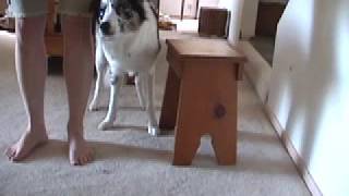Dog Trick Tutorial: Teaching Limp