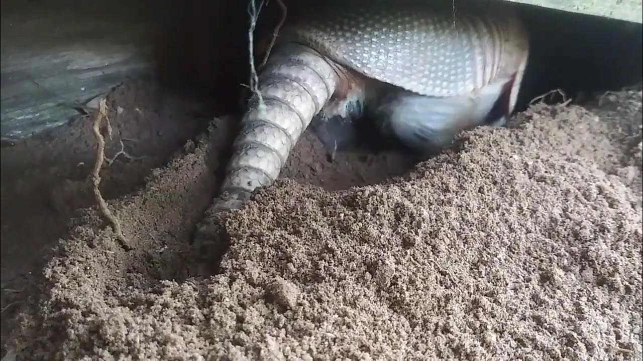 armadillo digging a burrow - YouTube