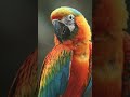 Parrot beautiful sound 💚🤩