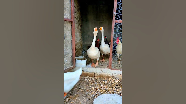 Pearl Hens,Hens,Duck🦆#shorts #beautiful #funny #duck #henchicken #chickendance