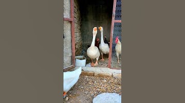Thumbnail of Pearl Hens,Hens,Duck🦆#shorts #beautiful #funny #duck #henchicken #chickendance