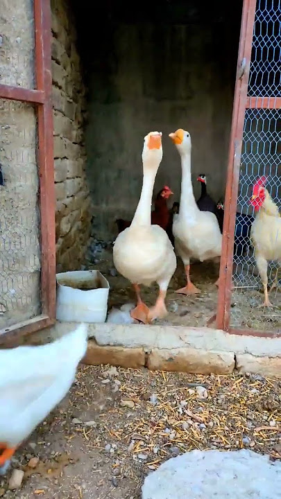 Pearl Hens,Hens,Duck🦆#shorts #beautiful #funny #duck #henchicken #chickendance