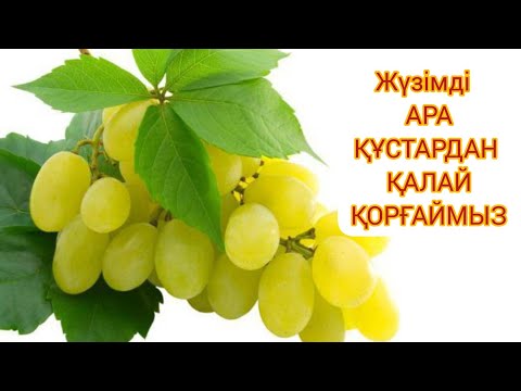 Бейне: Табиғи жүзім гиацинттері - көгалдарға жүзім гиацинттерін отырғызу бойынша кеңестер