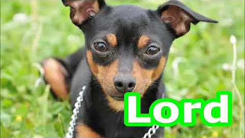Qual é o melhor nome para cachorro pinscher?