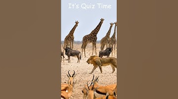 Algemene kennisquiz | Algemene kennis | Dierenweetjes