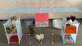 DIY Prefabricated House (Keeps Warm in Winter) for Cute Pomeranian puppy & Adorable kitten  Mr Pet