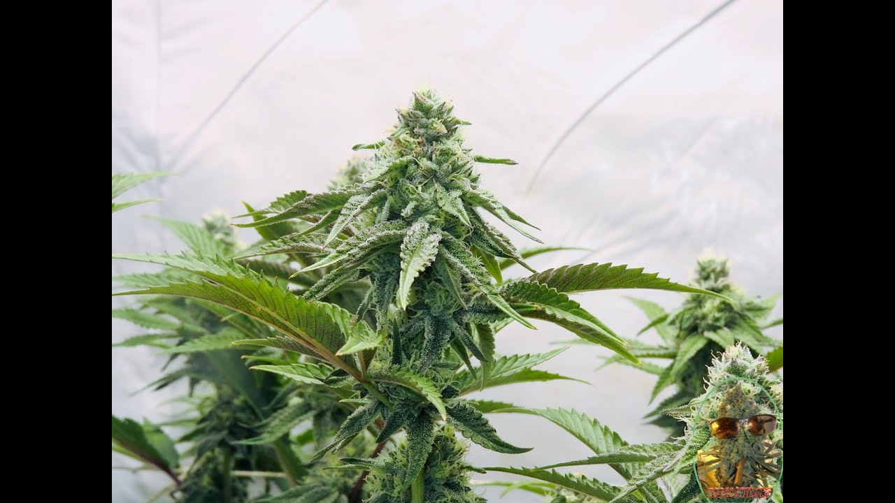 After Dark Apple Fritter Oreoz Slurty 3 ZE Chem Day 28