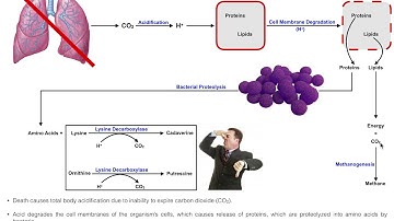 Why do dead whales EXPLODE? | The Infamous Japanese Exploding Whale