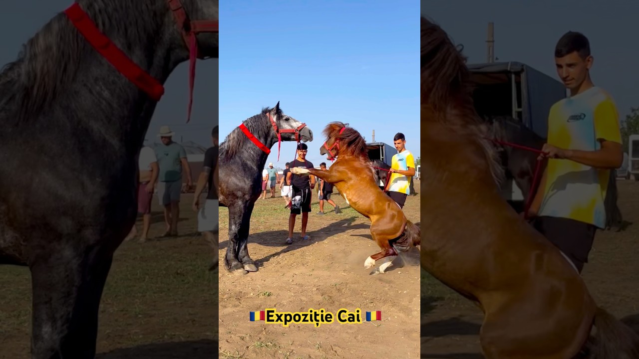 horse vs pony 🇷🇴🇷🇴