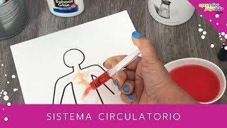 ACTIVIDAD SOBRE EL SISTEMA CIRCULATORIO PARA NIÑOS