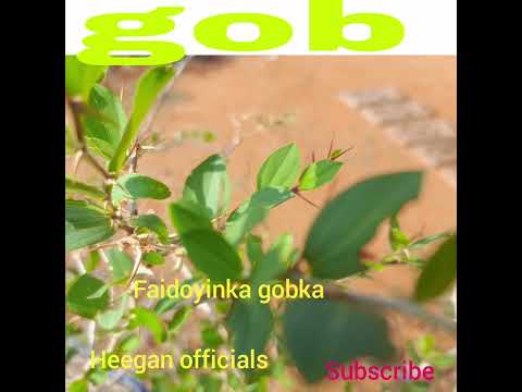 Geed Aad Waxtar U Ah Wa Gobka Lasoco Geedaha Dame Heeganofishiyaal Daaraan1heegan Inta